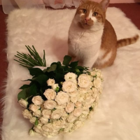 Doručená kytice bílých růží