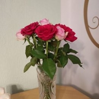 Růže Fuchsiana a Avalanche Sorbet 