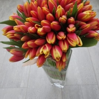 Kytice tulipánů