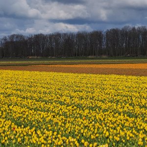 Tulipánová pole v Holandsku před Dnem matek 2021
