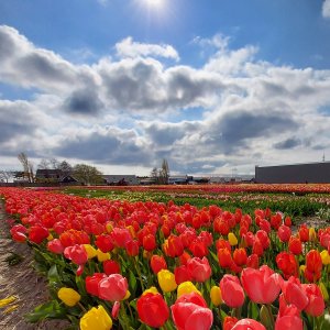 Tulipánová pole v Holandsku před Dnem matek 2021