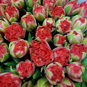 Tulipa - tulipány