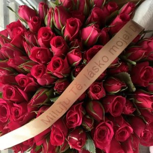 Kytice 100 růžových růží Fuchsiana