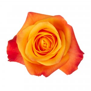 Ekvádorská růže Aloha