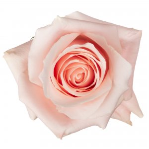 Ekvádorská růže Believe in Pink