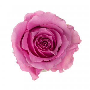 Ekvádorské růže