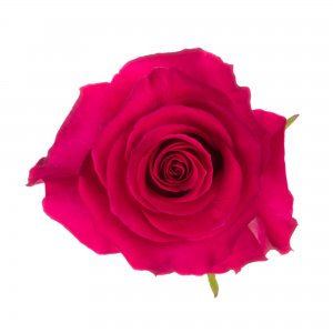 Ekvádorská růže Gotcha