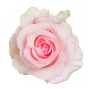 Ekvádorská růže Nena