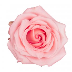Ekvádorská růže Pulcinella