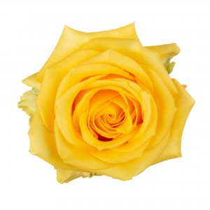 Ekvádorská růže Super Sun