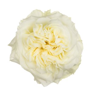 Ekvádorské zahradní růže Mayras White
