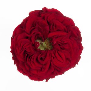 Ekvádorské zahradní růže Red Eye