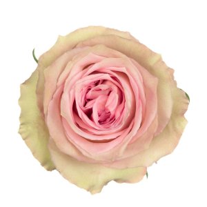 Ekvádorské zahradní růže Sweet Elegance