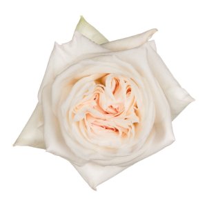 Ekvádorské zahradní růže White OHara