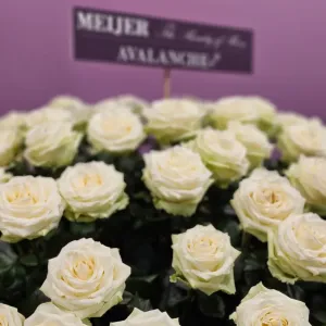 Růže Avalanche od Meijer roses