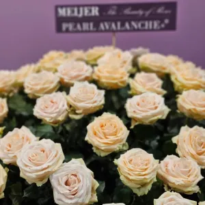 Růže Pearl Avalanche+ od Meijer rose