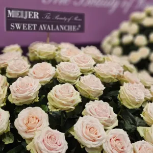 Růže Sweet od Meijer rose