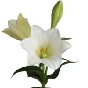 Lilie longiforum