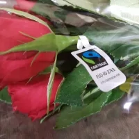 Fair Trade růže