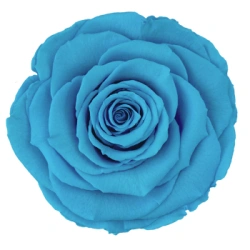 Stabilizované růže