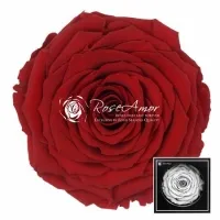 Stabilizované růže XXL