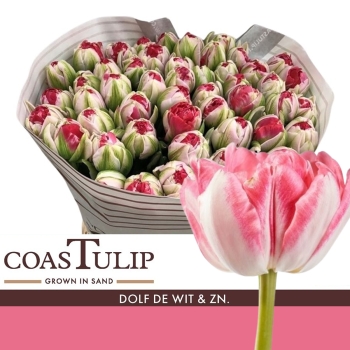 Svazky tulipánů DU (dvojité květy)