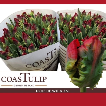 Svazky tulipánů PA (papouškové)