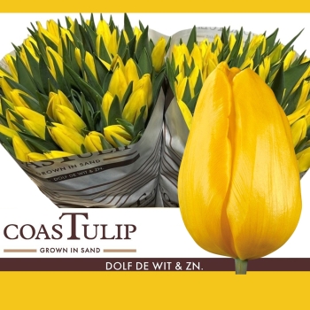 Svazky tulipánů EN (jednokvěté)