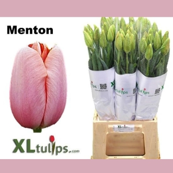 Svazky tulipánů XXL (vysoké)