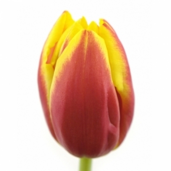 Tulipány jednokvěté EN