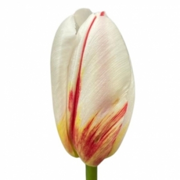 Tulipány exklusivní XL