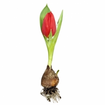 Tulipany s cibulkou
