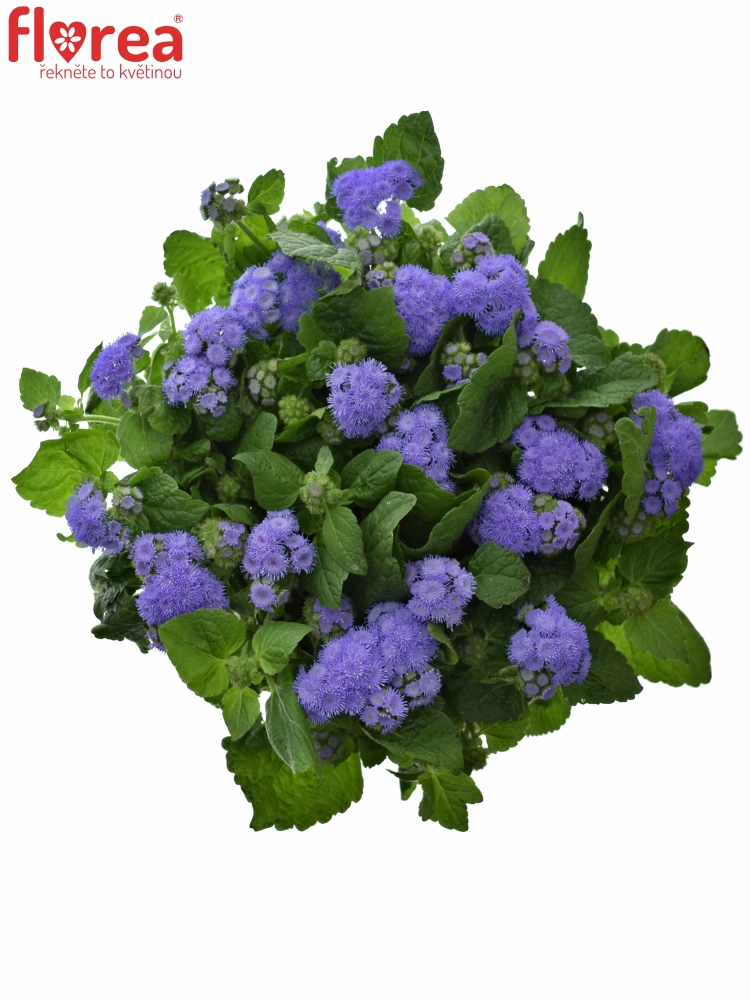ageratum blue planet ageratum blue planet