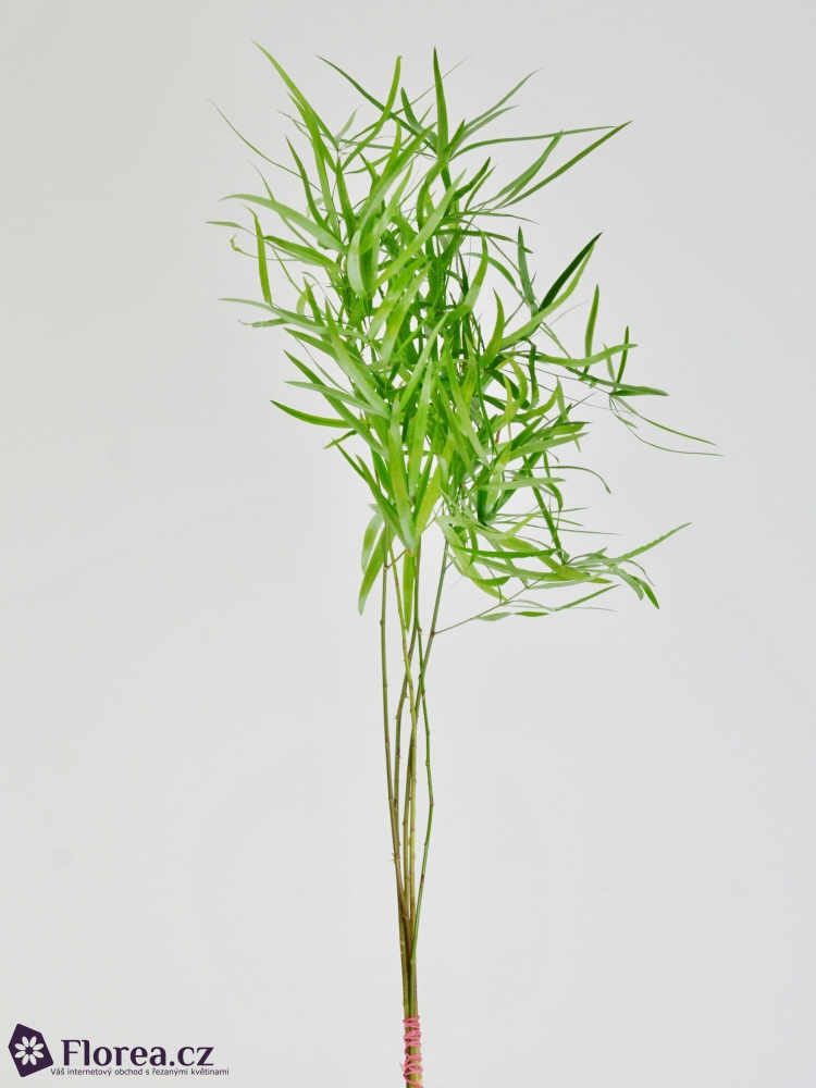 ASPARAGUS FALCATUS 40cm Florea