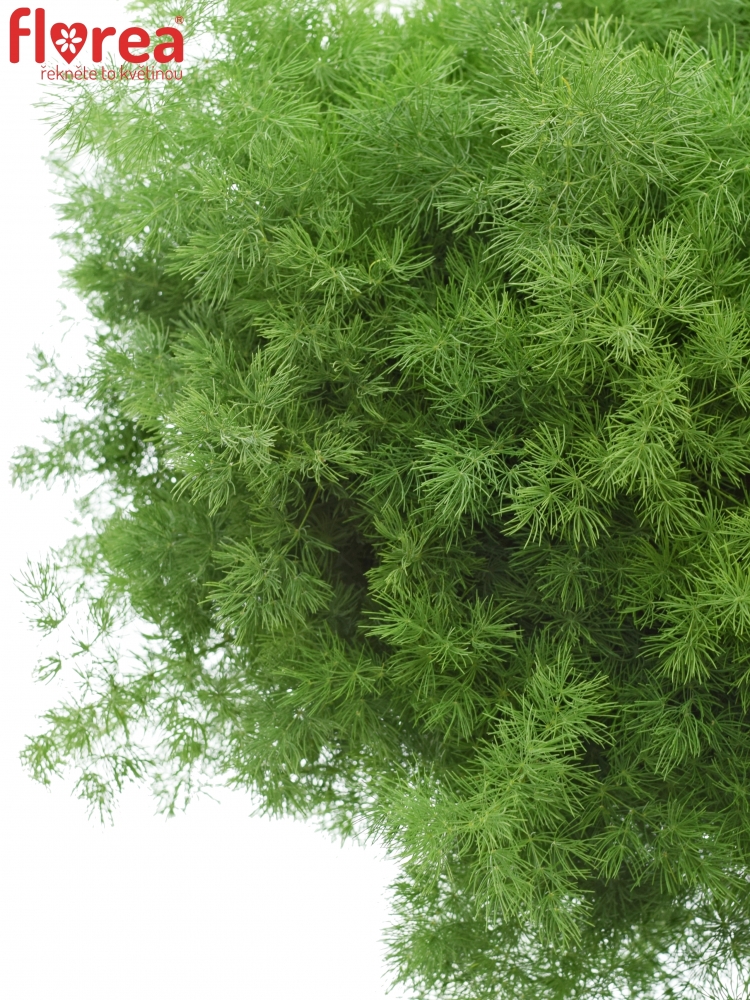 ASPARAGUS UMBELLATUS 40cm