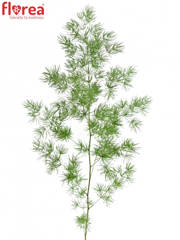 ASPARAGUS UMBELLATUS 40cm