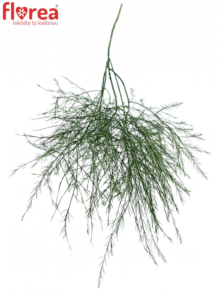 Asparagus VIRGATUS 70cm