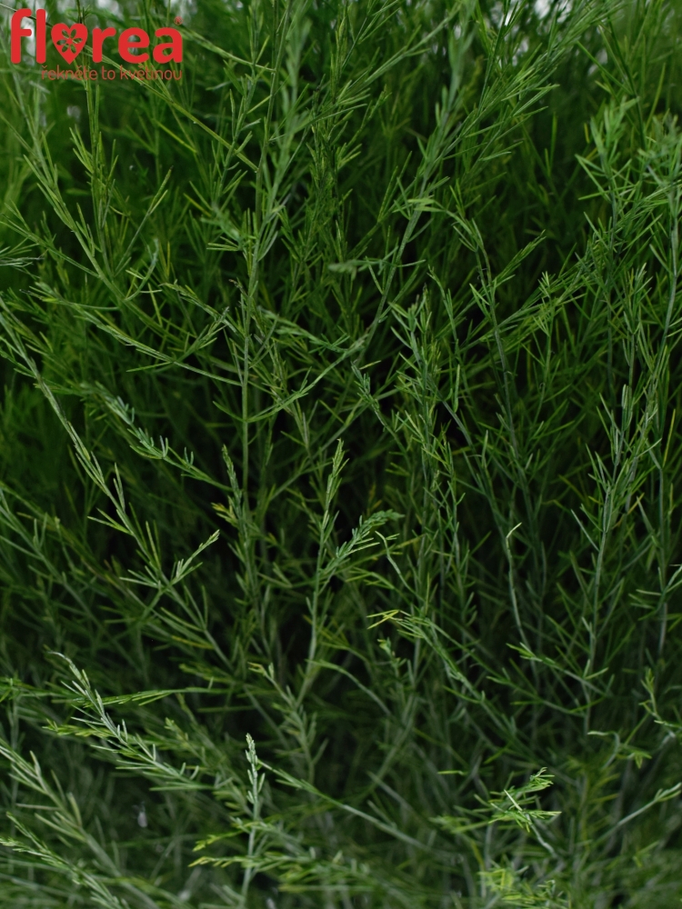 Asparagus VIRGATUS 70cm