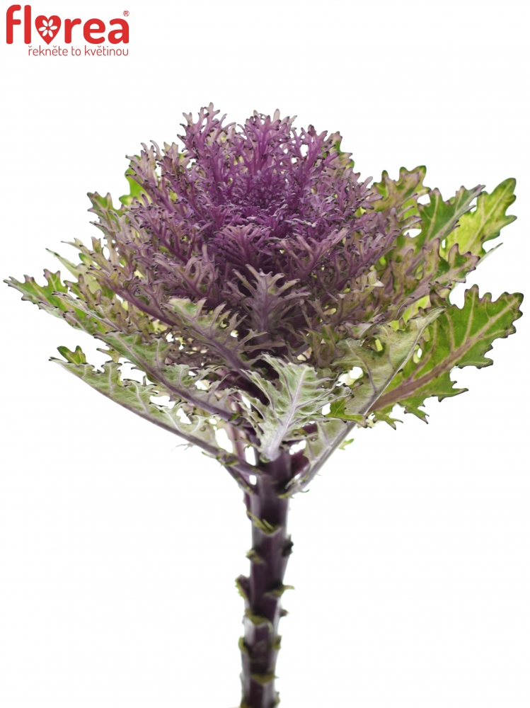 Okrasné zelí CRANE QUEEN 45cm