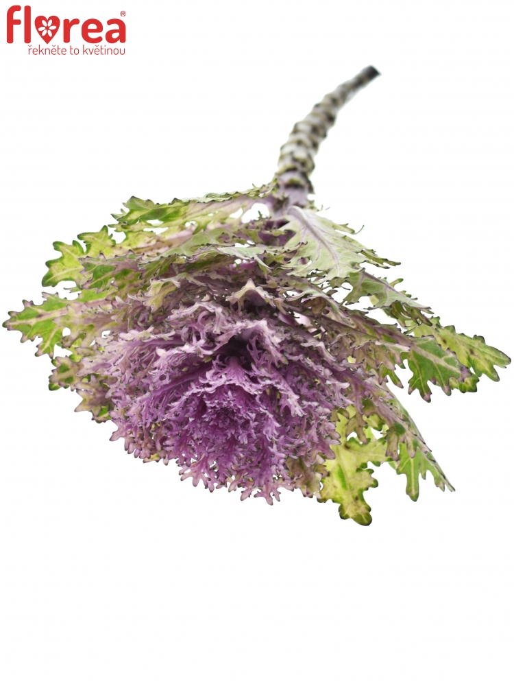 Okrasné zelí CRANE QUEEN 45cm