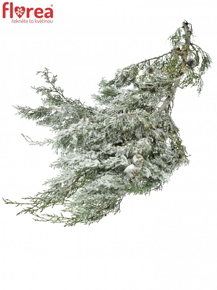 Cypřiš ARIZONICA SNOW 50cm