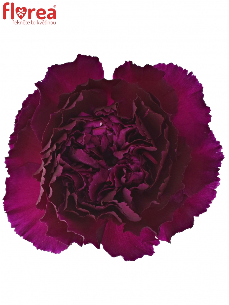 Karafiát ST PURPLE DAMASCUS 60cm