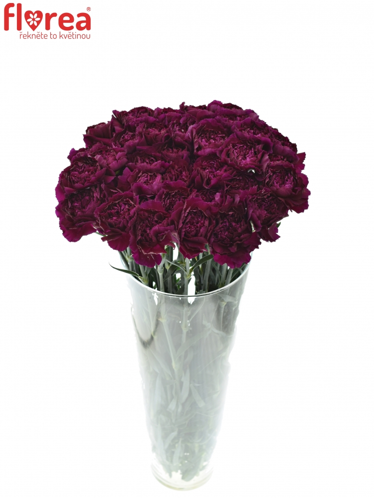 Karafiát ST PURPLE DAMASCUS 60cm