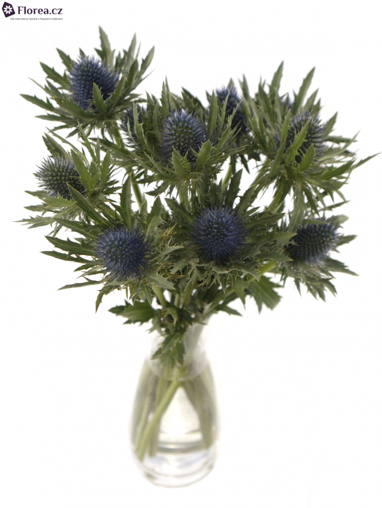 ERYNGIUM ORION QSTAR 40cm