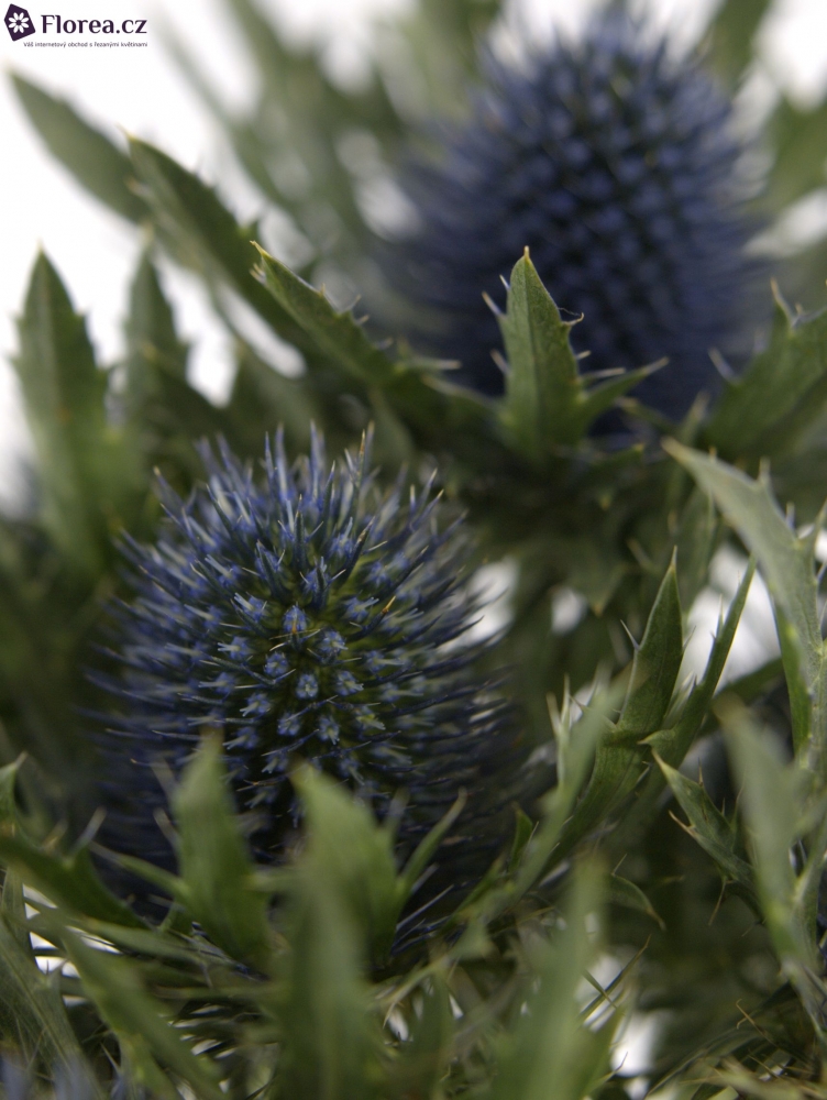 ERYNGIUM ORION QSTAR 30cm