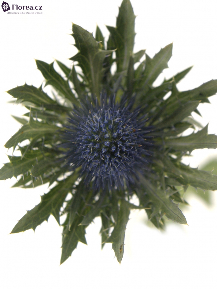 ERYNGIUM ORION QUESTAR 50cm