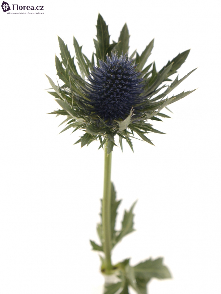 ERYNGIUM ORION QSTAR 30cm