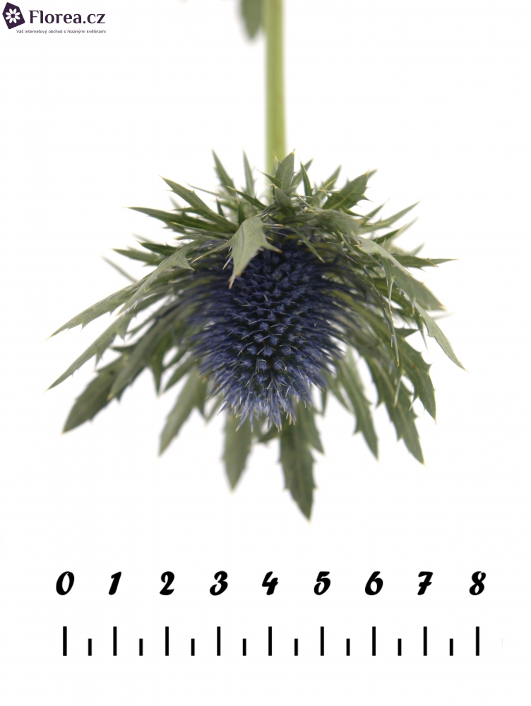 ERYNGIUM ORION QSTAR 40cm