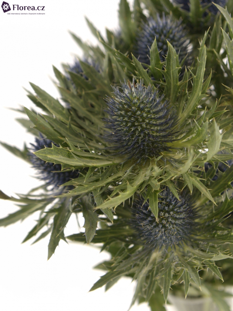 ERYNGIUM ORION QSTAR 40cm