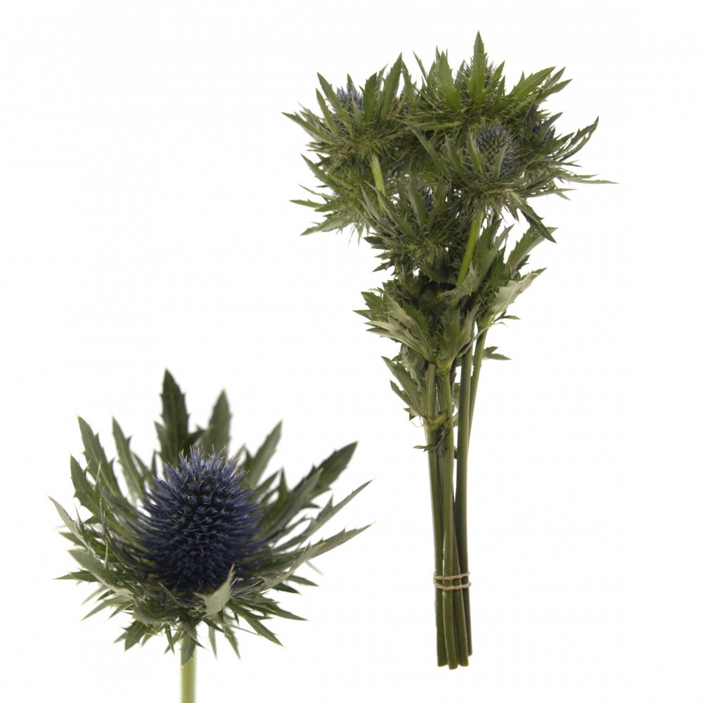 ERYNGIUM ORION QUESTAR 50cm